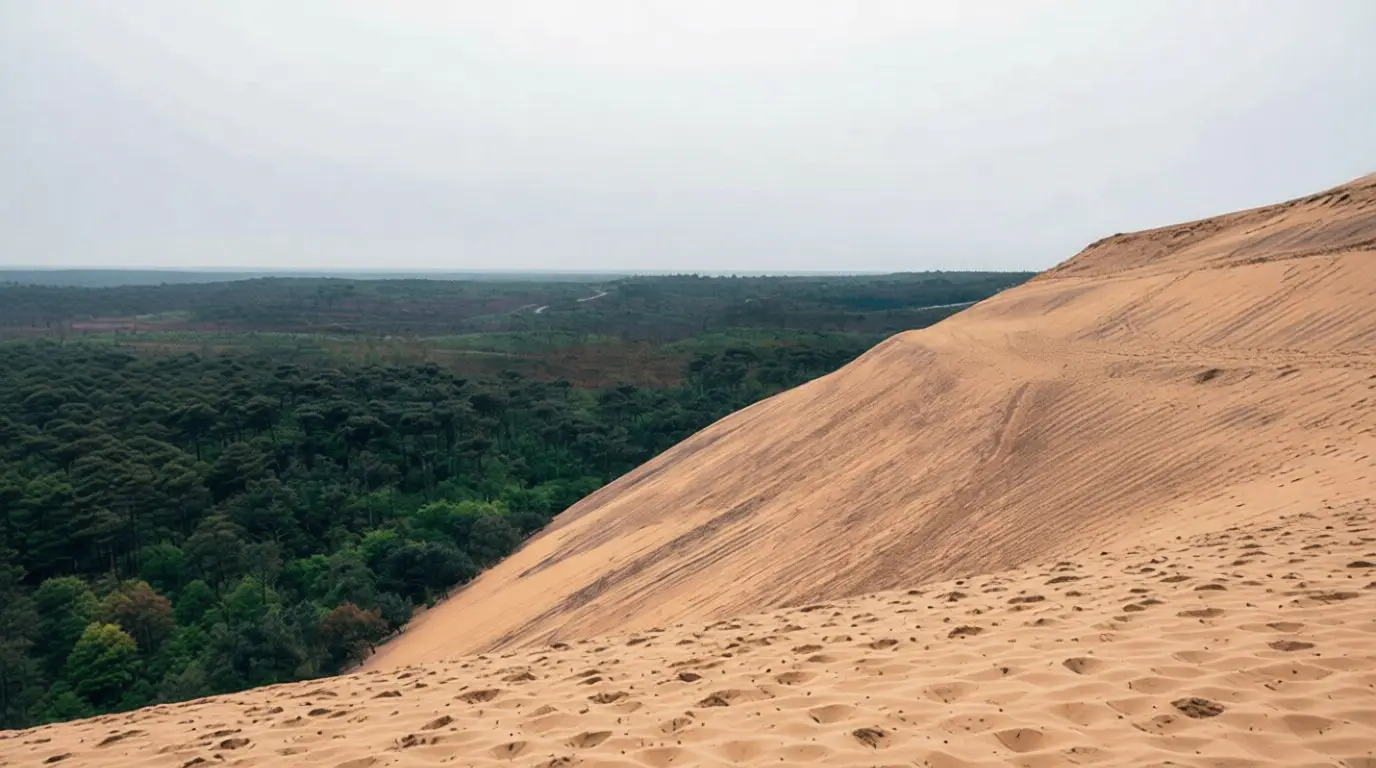 Un écosystème vivant qui dévore la forêt landaise