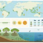 découvrez ce qu'est une mangrove et les meilleurs endroits pour en observer lors de vos voyages. guide complet pour explorer ces écosystèmes uniques.